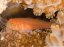 gobiodon rivulatus3