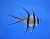Pterapogon kauderni