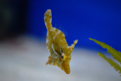 Acreichthys tomentosus 2-2,5 cm