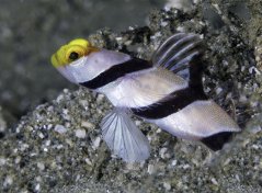 Stonogobiops xanthorhinica