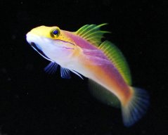 Valenciennea bella