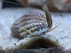 nassarius reticulatus