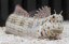 Blenniella chrysospilos 1