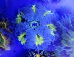 Epicystis crucifer ULTRA (Rock flower anemone)