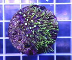 Pachyclavularia sp. GREEN STAR POLYP