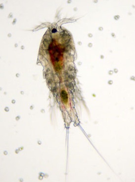 live copepods5