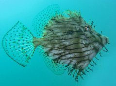 Chaetodermis penciligerus