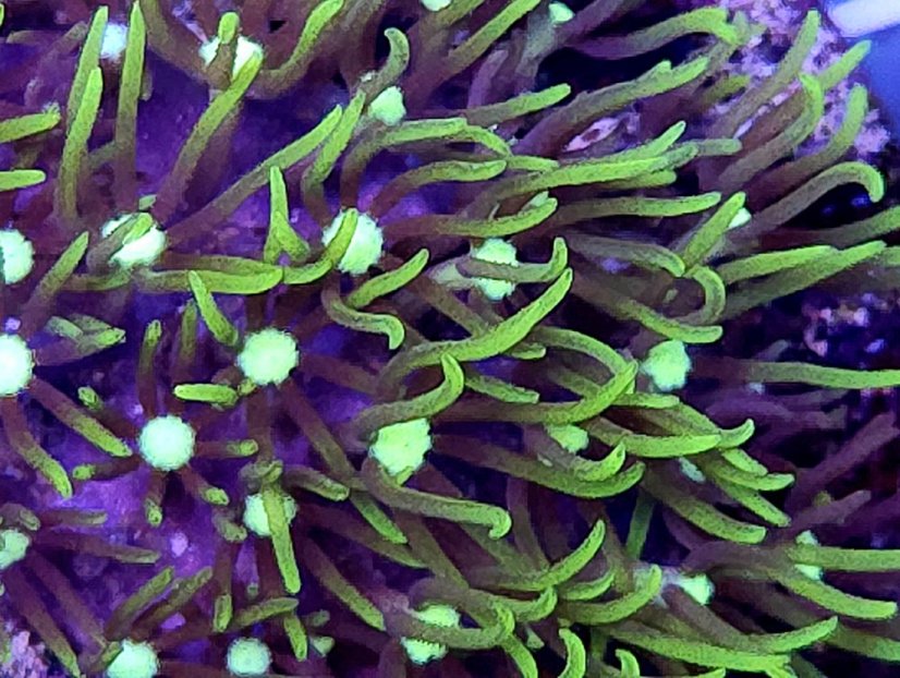 Pachyclavularia sp. GREEN STAR POLYP