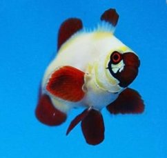 premnas biaculeatus Gold Nuget3
