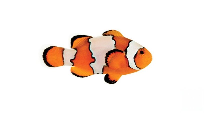 amphiprion ocellaris snowflake