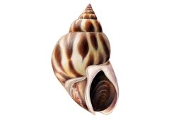 babylonia formosae sw