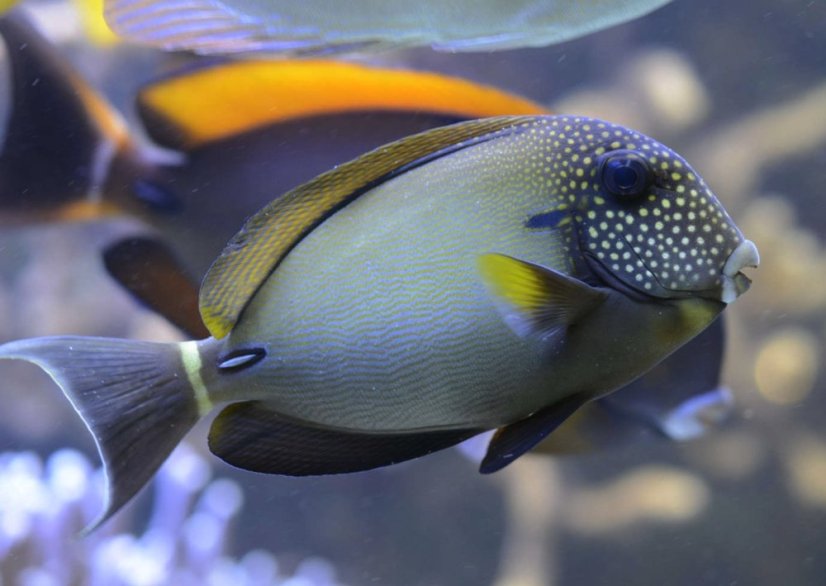 Acanthurus maculiceps8