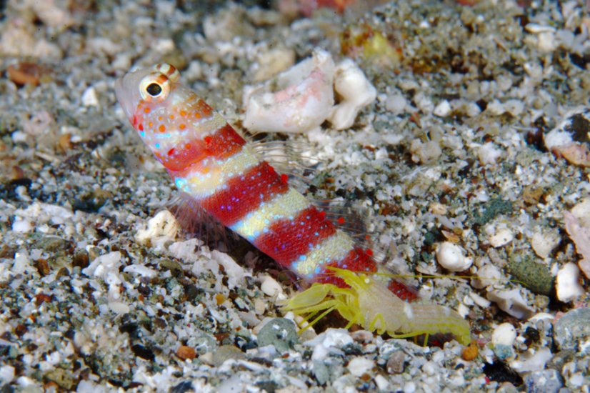 amblyeleotris wheeleri3
