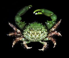 Mithraculus sculptus1