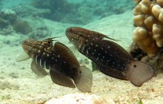 Amblygobius semicinctus
