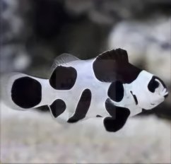 Amphiprion ocellaris BLACK STORM