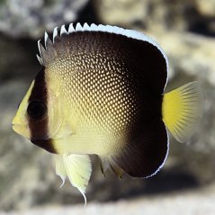 Apolemichthys xanthurus