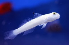 Valenciennea sexguttata