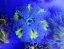 Epicystis crucifer ULTRA (Rock flower anemone)