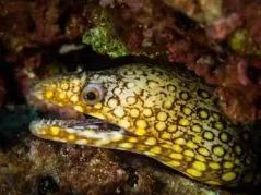 Muraena lentiginosa