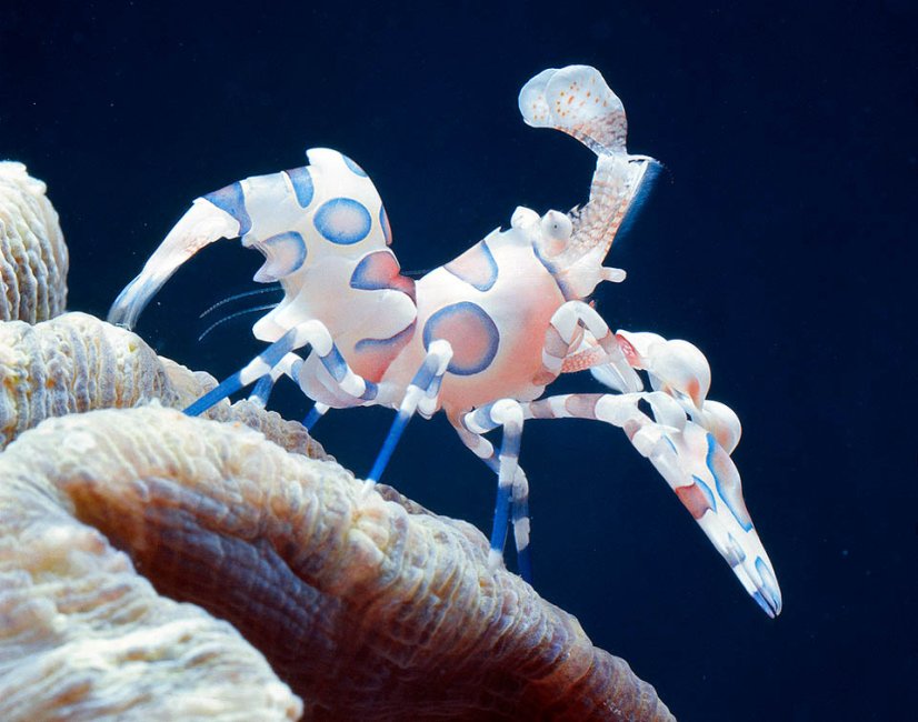 Hymenocera picta