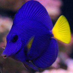 Zebrasoma xanthurum L
