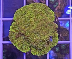 Favia sp. GOLD