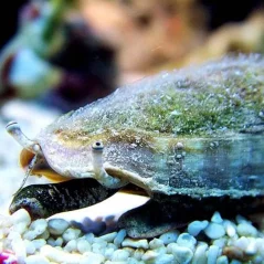 Strombus luhanus