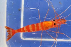 Parhippolyte uveae