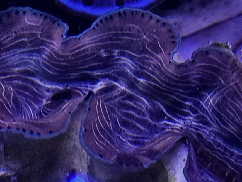 Tridacna squamosina ULTRA