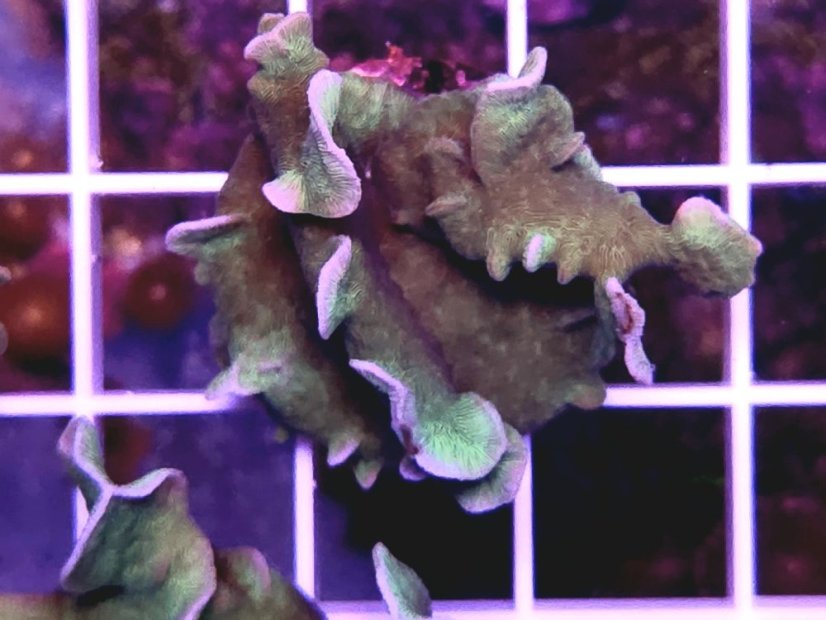 Pavona cactus GREEN