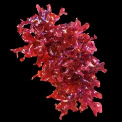 Gracillaria curtissiae (RED BUSH ALGAE)