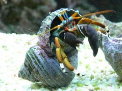 calcinus laevimanus2