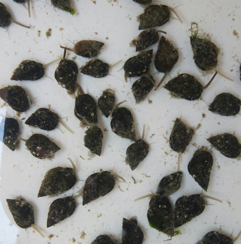 Nassarius Snail