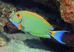 Acanthurus dussumieri 9-11 cm