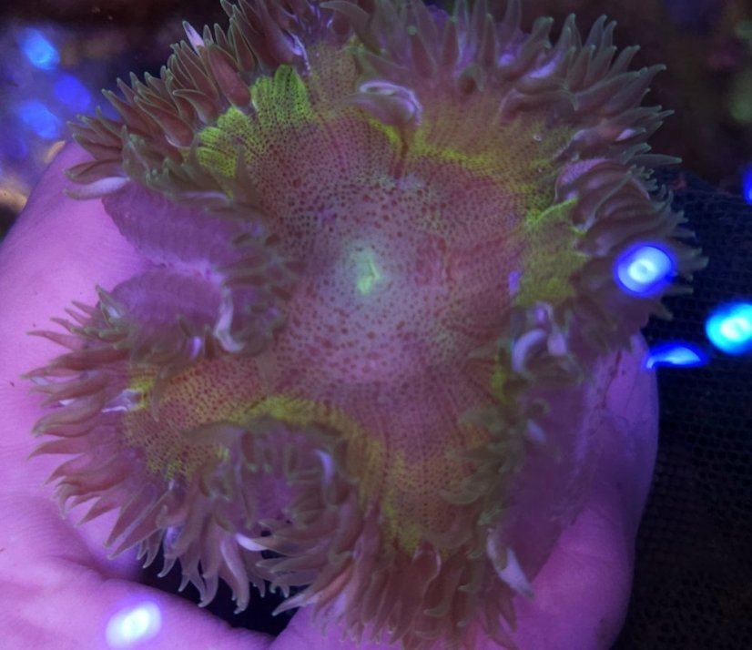 Epicystis crucifer ULTRA (Rock flower anemone)