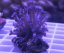 Goniopora sp.Purple/Blue