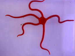 ophioderma squamosissima2
