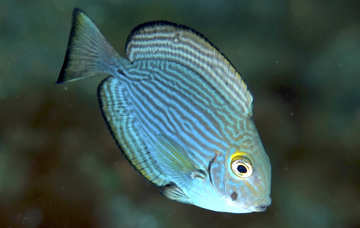 Acanthurus mata juv
