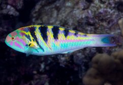 Thalassoma hardwicke3