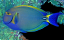 Acanthurus dussumieri
