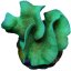 Clipped image 20240305 083949
