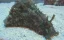 Dolabella auricularis