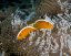 amphiprion sandaracinos6