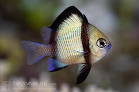 dascyllus reticulatus5