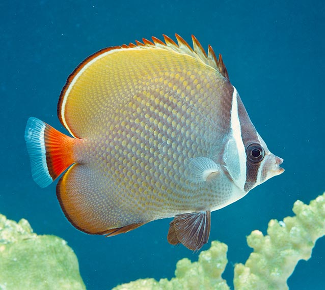 Chaetodon collare e frequente nell Indo Pacifico c Giuseppe Mazza