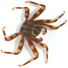 percnon gibbesi3