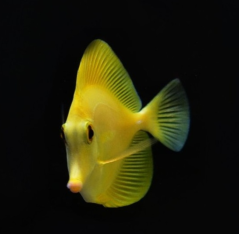 Zebrasoma flavescens