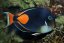 acanthurus achilles2