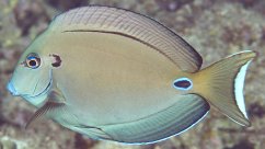 Acanthurus tennentii1